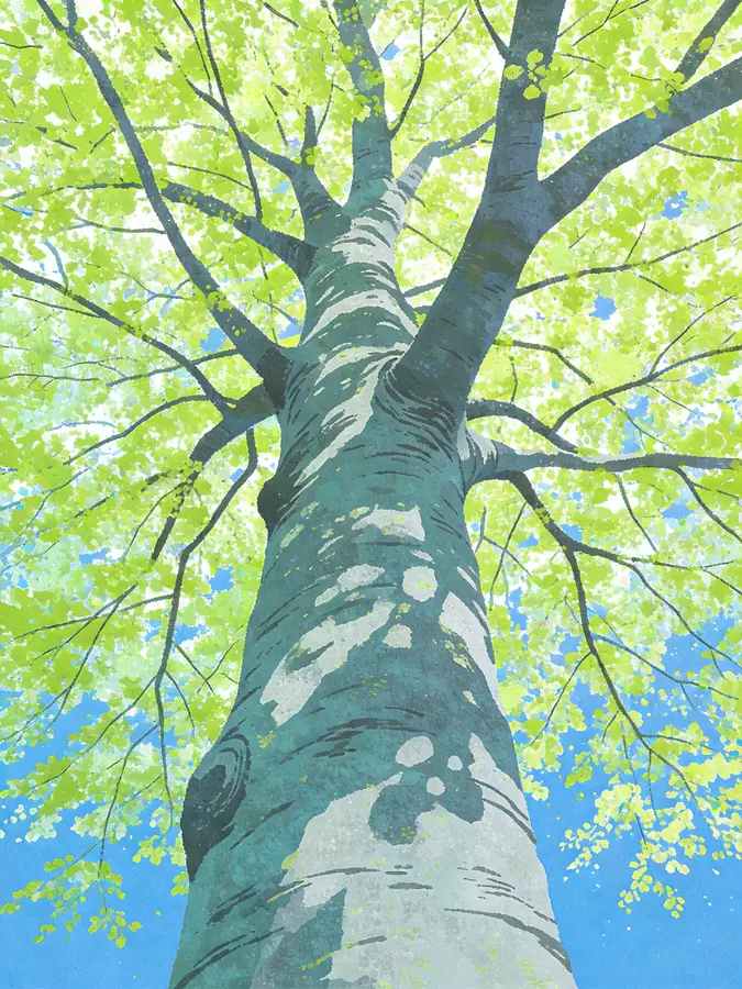 Japanese Spring Tree